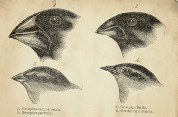 darwins-finches
